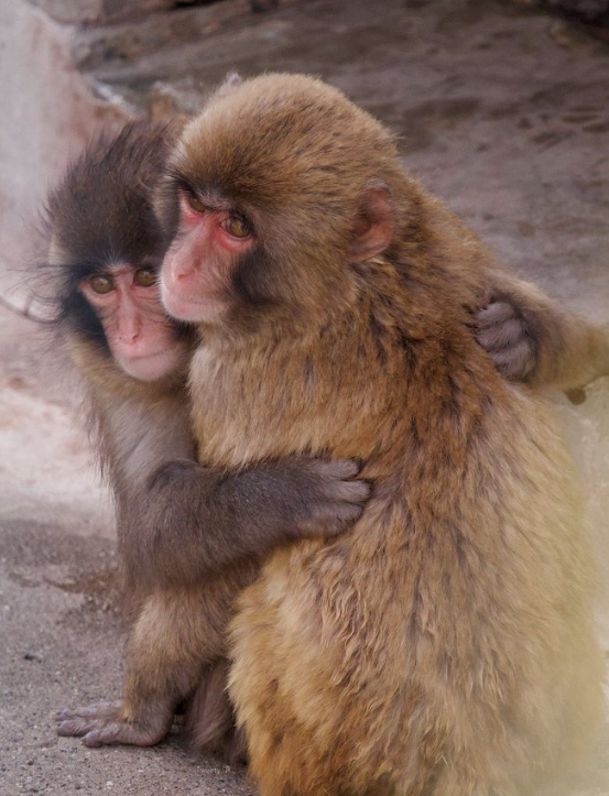 The Monkey Nobody Wanted Finally Found a Family — And Fans Are in Tears