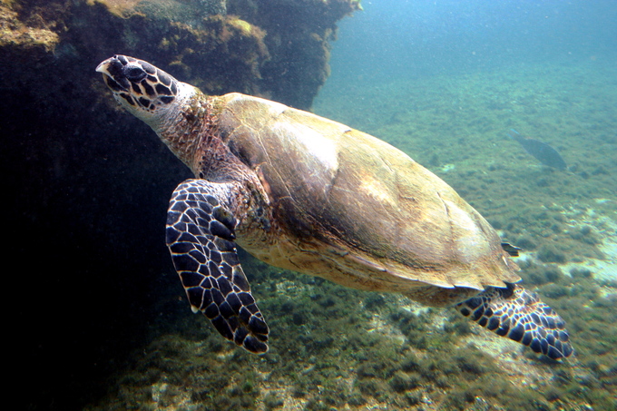 Chinese diver detained for allegedly spearing, eating endangered turtle in world's most biodiverse waters